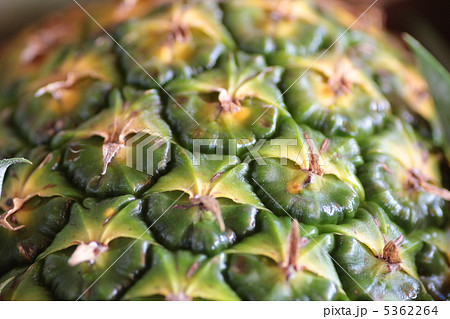 皮付きパイナップル　南国フルーツ 5362264