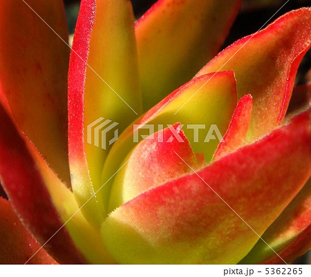 多肉植物(火祭り) 多肉植物(火祭り) 5362265