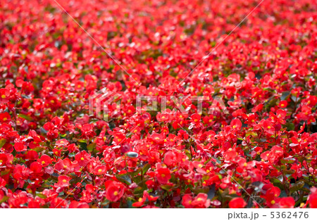 Red flowers Red flowers 5362476