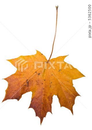 Maple 5362500