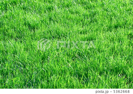 Grass Grass 5362668