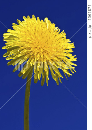 Dandelion Dandelion 5362872