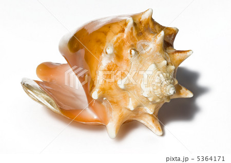 Sea shell 5364171