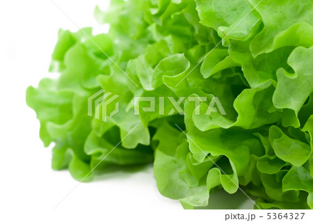 Lettuce 5364327