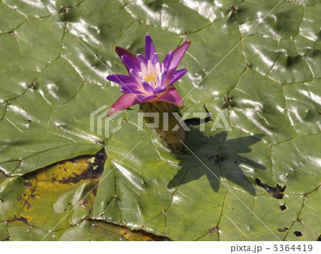 オニバス 5364419