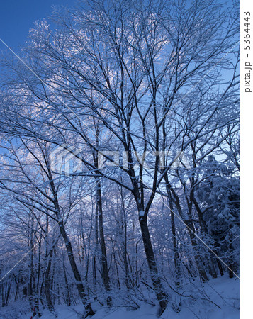凍った木々 凍った木々 5364443