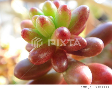 多肉植物(虹の玉) 多肉植物(虹の玉) 5364444