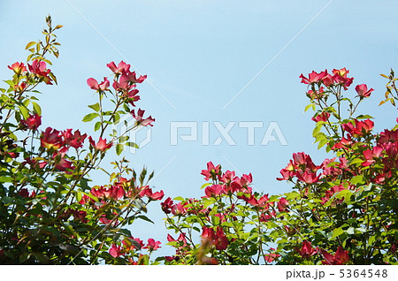 8月 バラ バラ科392カクタスの写真素材