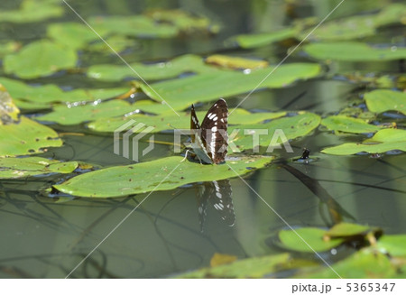 イチモンジチョウ イチモンジチョウ 5365347