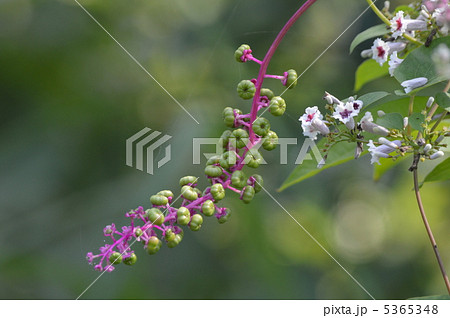 ヘクソカズラとヨウシュヤマゴボウ 5365348