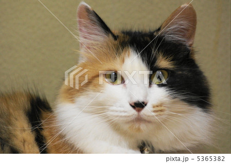 愛猫 愛猫 5365382