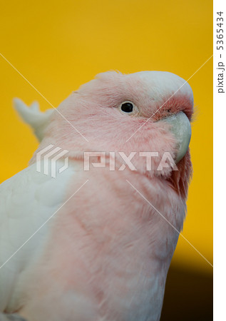 モモイロインコ 上半身 モモイロインコ 上半身 5365434