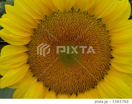 ヒマワリ　アップ 5365768