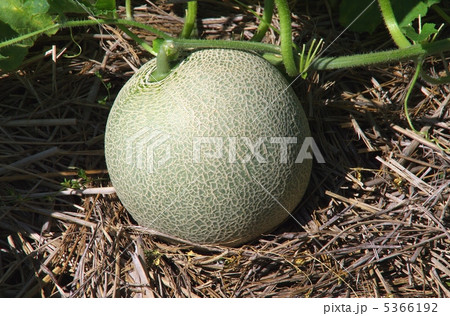 畑のメロン　メロンの栽培 5366192