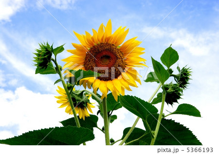 ヒマワリと夏空　　夏空とヒマワリ 5366193