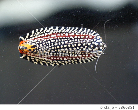 ビロウドハマキ 5366351