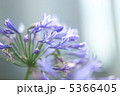 アガパンサス 5366405