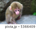 地獄谷野猿公苑の赤ちゃん猿 5366409