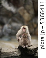 地獄谷野猿公苑の猿の親子 5366411