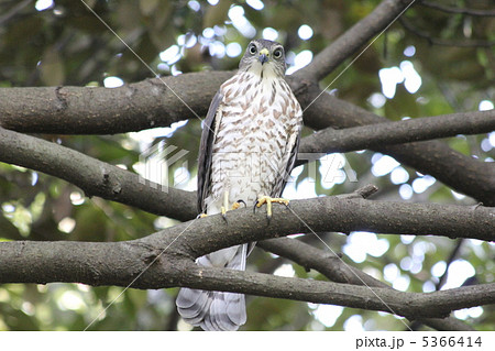 ツミの幼鳥 ツミの幼鳥 5366414