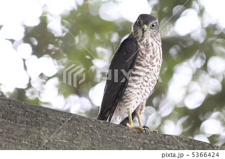 ツミの幼鳥 ツミの幼鳥 5366424