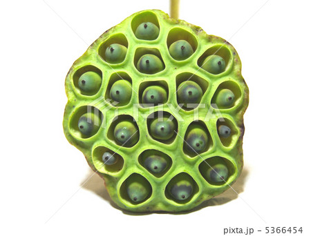 蓮の実03 5366454