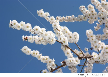 桜 桜 5366642