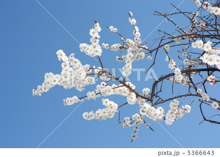 桜 5366643