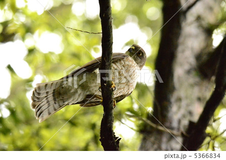 ツミのメス ツミのメス 5366834