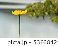 一輪の花 5366842