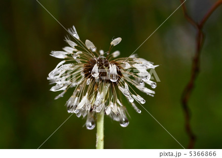 たんぽぽ たんぽぽ 5366866