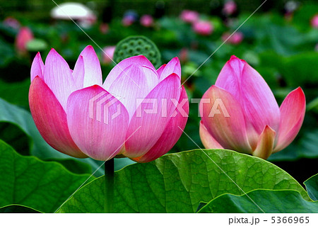 蓮の花 5366965