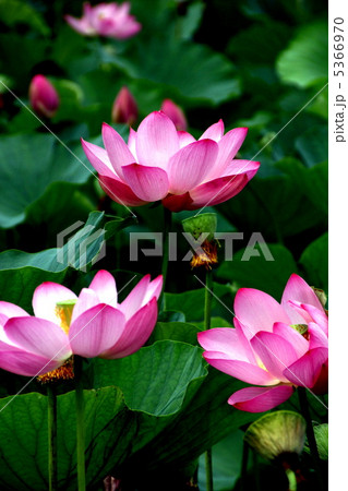 蓮の花 蓮の花 5366970