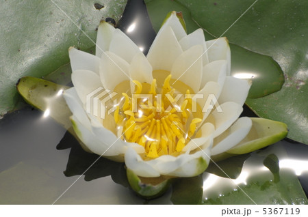 スイレン 5367119