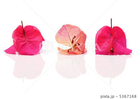 ブーゲンビリア 5367168