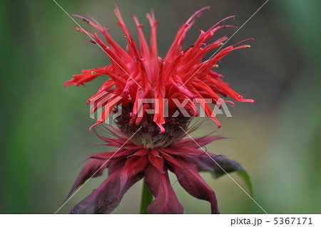 タイマツバナ タイマツバナ 5367171