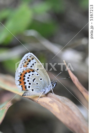 ヒメシジミ 5367213