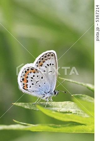 ヒメシジミ 5367214