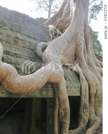 タ・プローム寺院 5367259