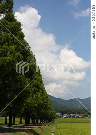 並木道 5367265