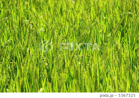 稲穂 5367325