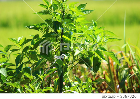 ピーマン 5367326