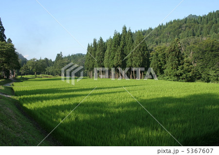 山の田んぼ 5367607