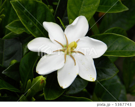 クチナシ(梔子) クチナシ(梔子) 5367743