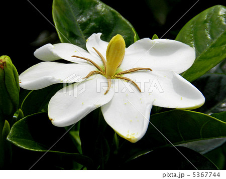 クチナシ(梔子) クチナシ(梔子) 5367744