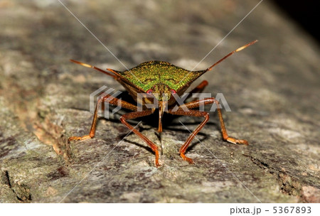 樹液を吸うツノアオカメムシ 5367893