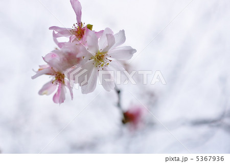 十月桜 5367936