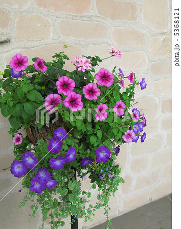 ペチュニアの花飾り ペチュニアの花飾り 5368121