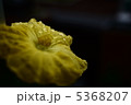 かぼちゃの花 5368207