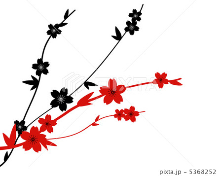 桜 桜 5368252